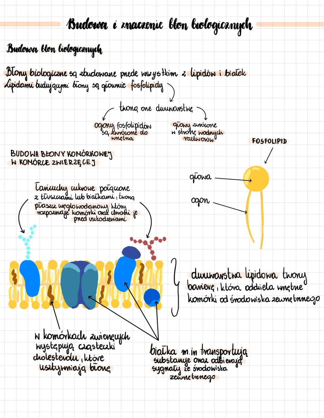 Budowa i znaczenie blon biologicznych
Budown bton biologicznych
Blony biologiczne są zbudowane prede wszystkim z lipidów i białek
Lipidami b