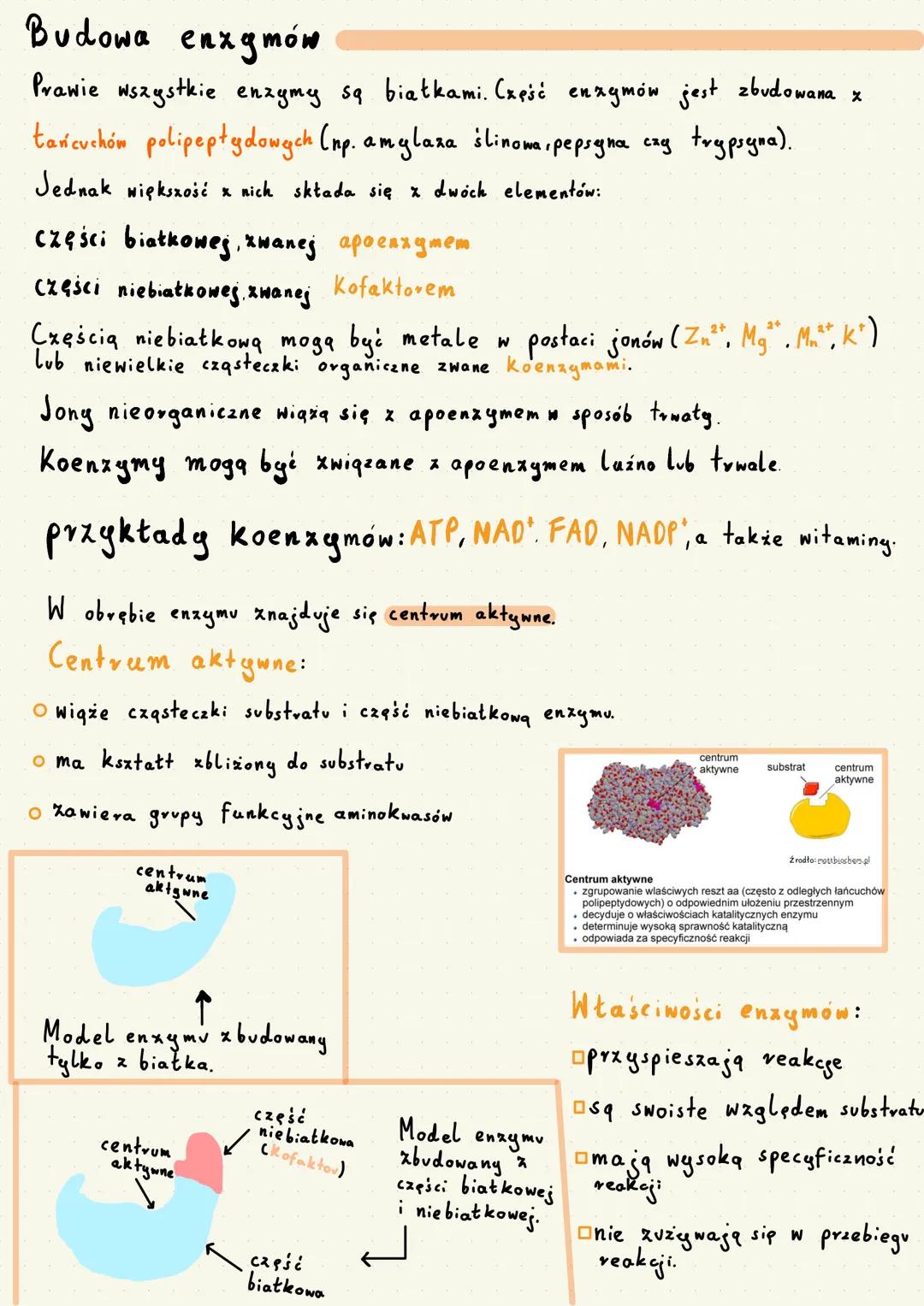 # BUDOWA I DZIAŁANIE ENZYMÓW

Do zapoczątkowania wszystkich reakcji chemicznych, zarówno endoenergicznych jak
i egzoenergicznych, potrzeba o