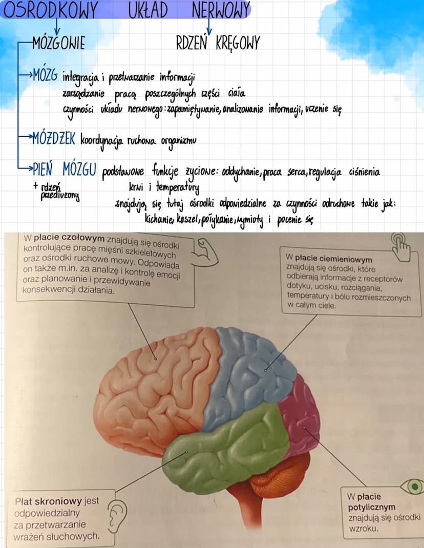 likt are
Ukt ad nerwory
MERNONY
FUNKCJE UKŁADU NERWOWEGO
odbiór i analiza bodźców pochodzących ze
środowiska zewnętrznego i z wnętrza ciała
