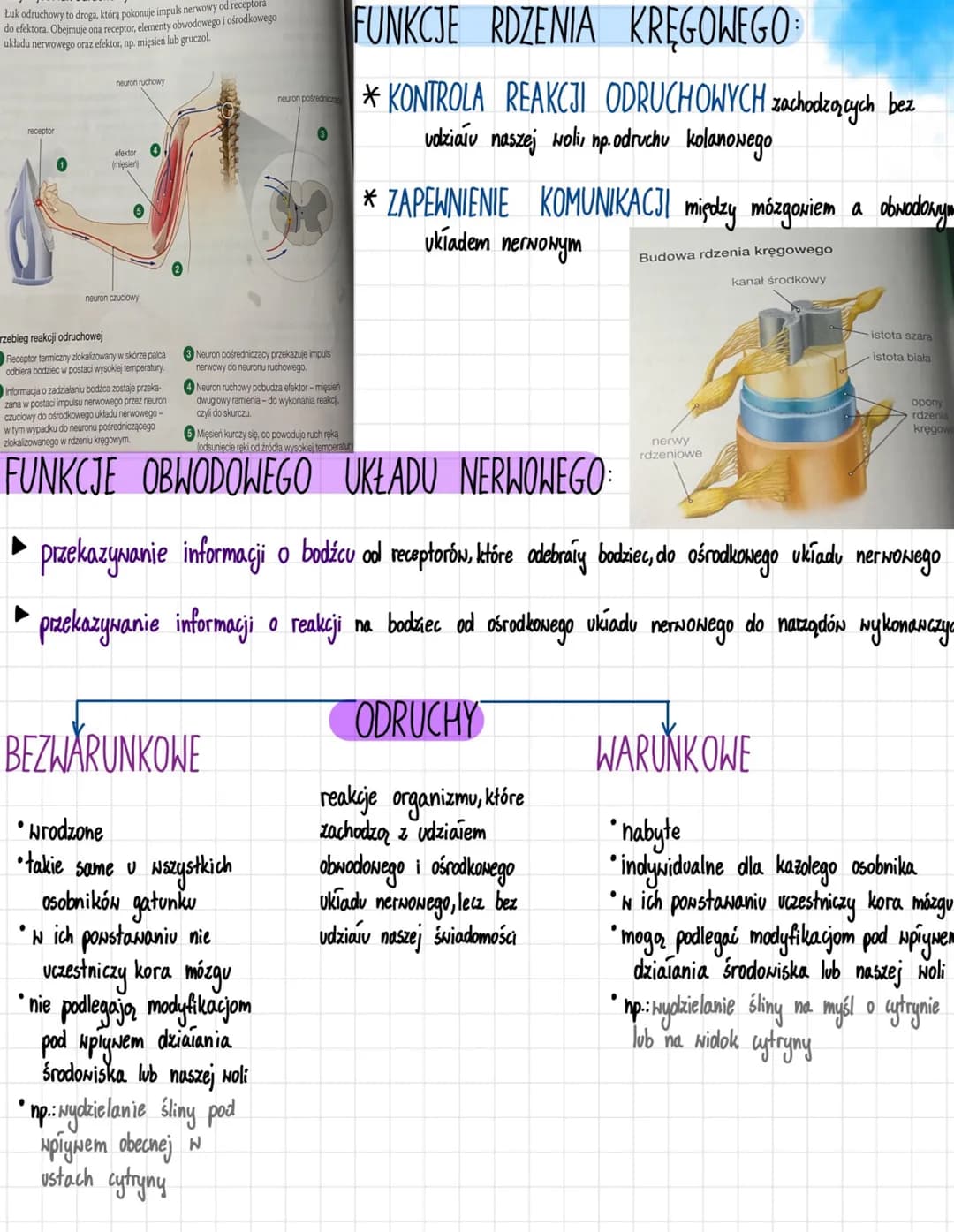 likt are
Ukt ad nerwory
MERNONY
FUNKCJE UKŁADU NERWOWEGO
odbiór i analiza bodźców pochodzących ze
środowiska zewnętrznego i z wnętrza ciała
