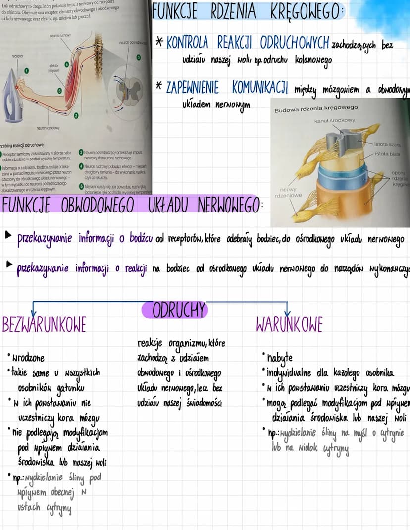 likt are
Ukt ad nerwory
MERNONY
FUNKCJE UKŁADU NERWOWEGO
odbiór i analiza bodźców pochodzących ze
środowiska zewnętrznego i z wnętrza ciała
