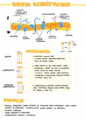 Know błony biologiczne  thumbnail