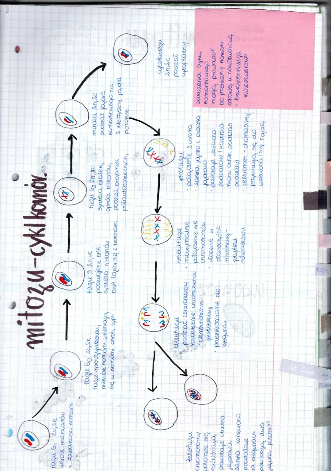 Mitoza i Mejoza: Podstawy Biologii Komórkowej