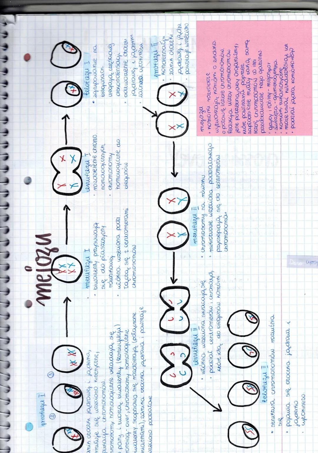fazu G₂₁ 20, 2n
wzrost mosmianow
i sawantosa komorni
веловизи
chromosomy
potomne się
moźluźniają
powstaje otoczka
jądrowa
zanika w neciono
p
