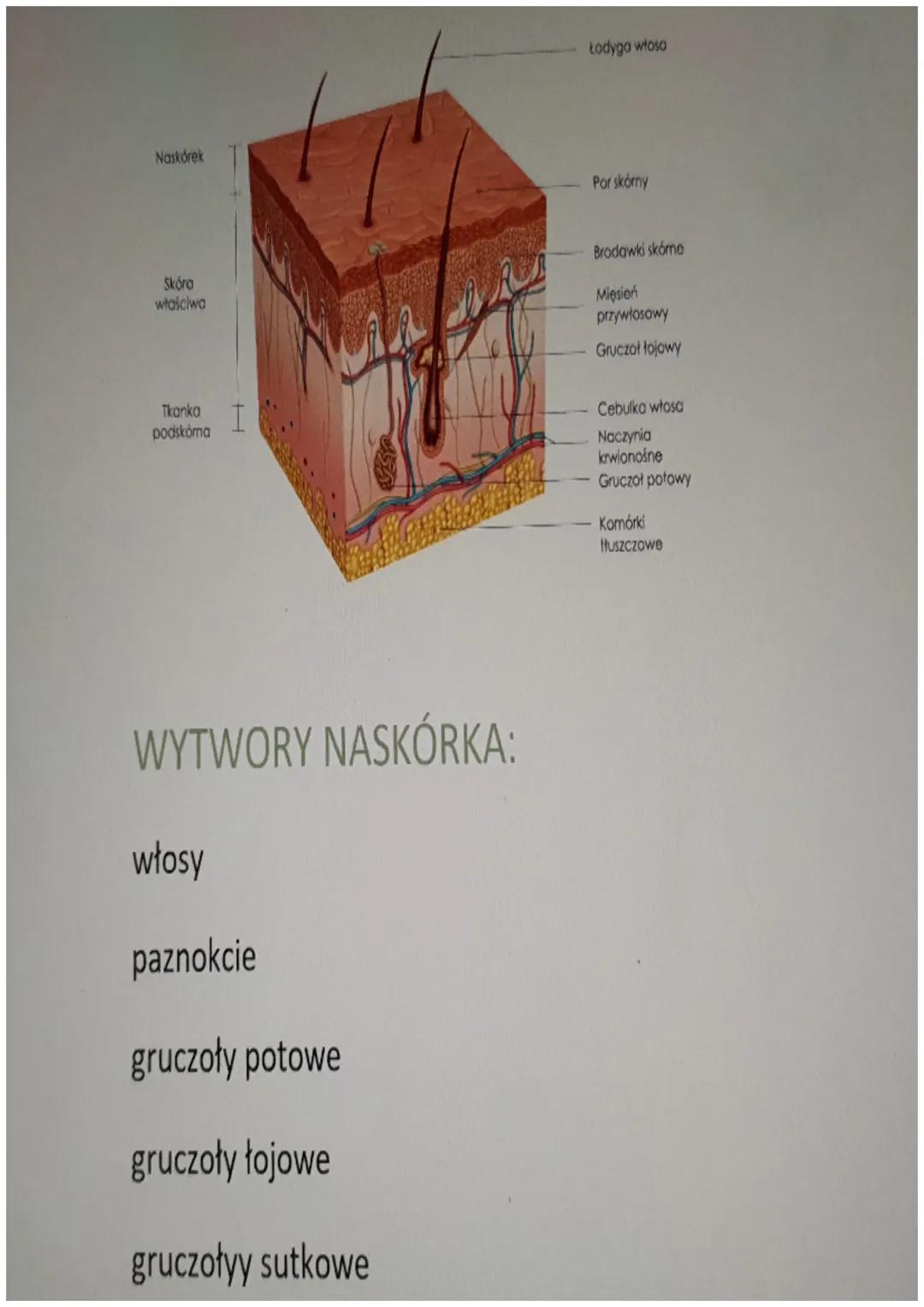 DIOLOGIA
TEMAT. Hierarchiczna budowa organizmu - skóra.
1 KOMÓRKA
2 TKANKA
3 NARZAD
4 UKŁAD NARZADOW
5 ORGANIZM UKŁAD:
oddechowy
moczowy
hor