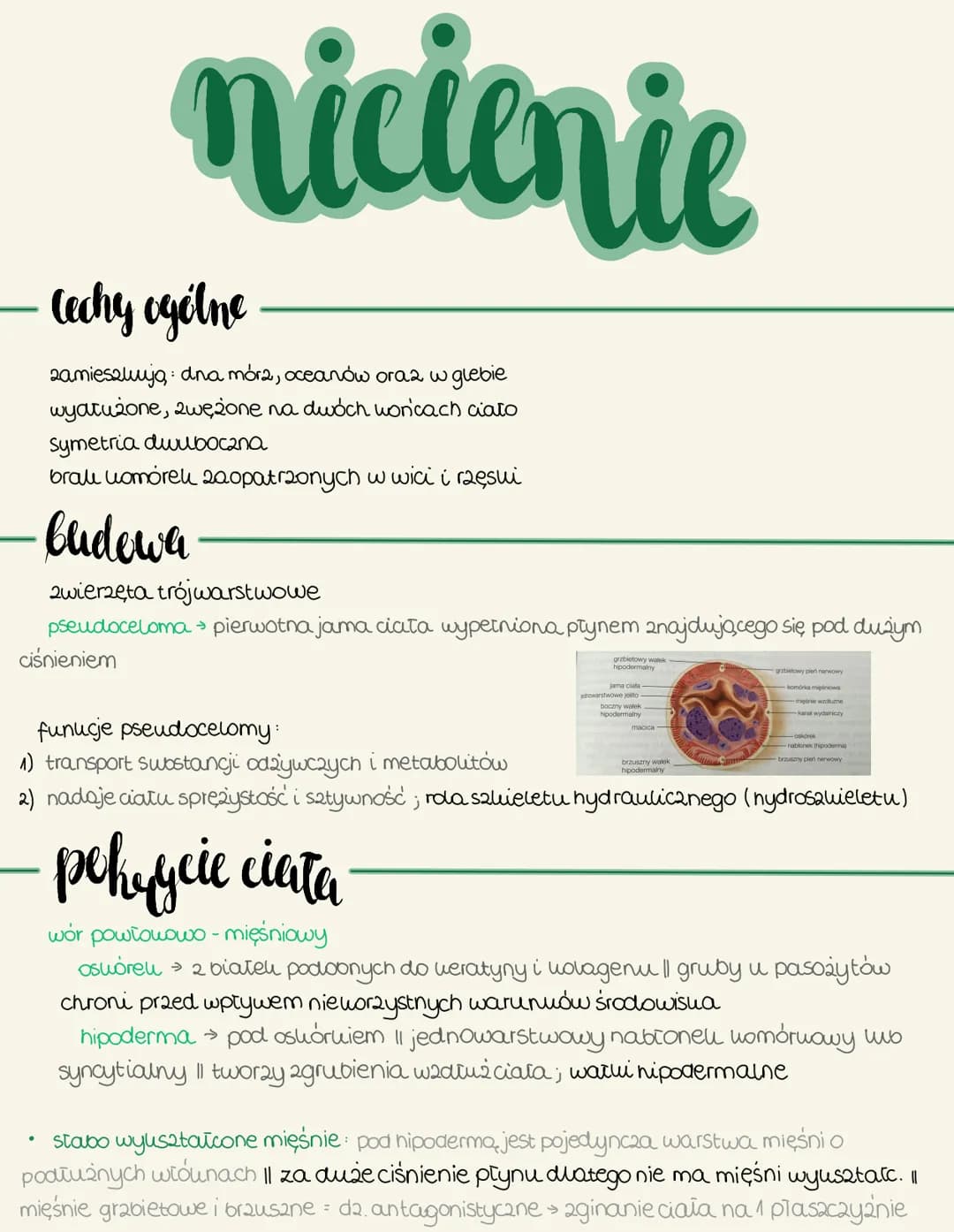 nicienie
Cechy ogólne
zamieszkują: dna mór2, oceanów oraz w glebie
wyatużone, zwężone na dwóch won'cach ato
Symetria dwubocana
brali komóreu