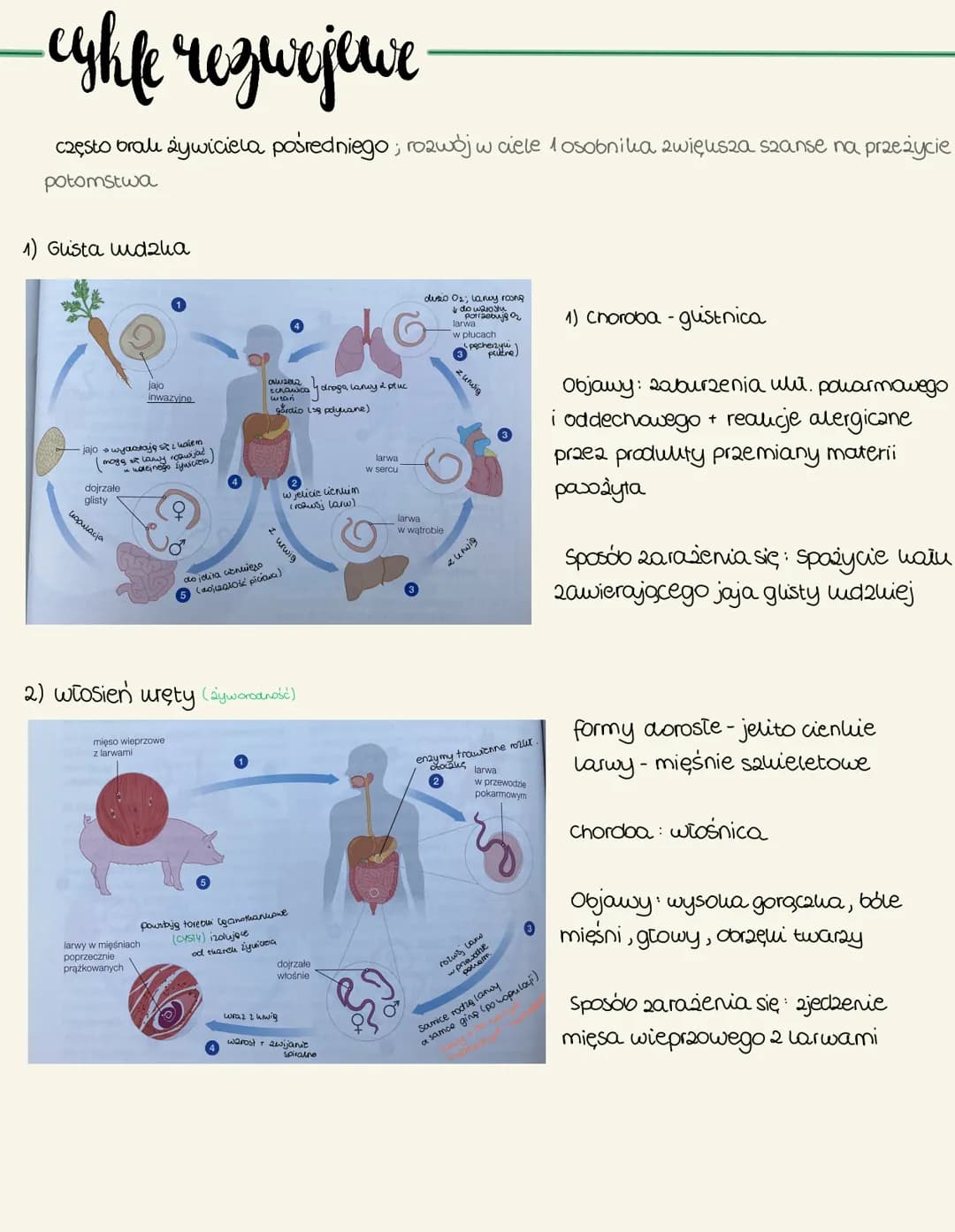 nicienie
Cechy ogólne
zamieszkują: dna mór2, oceanów oraz w glebie
wyatużone, zwężone na dwóch won'cach ato
Symetria dwubocana
brali komóreu