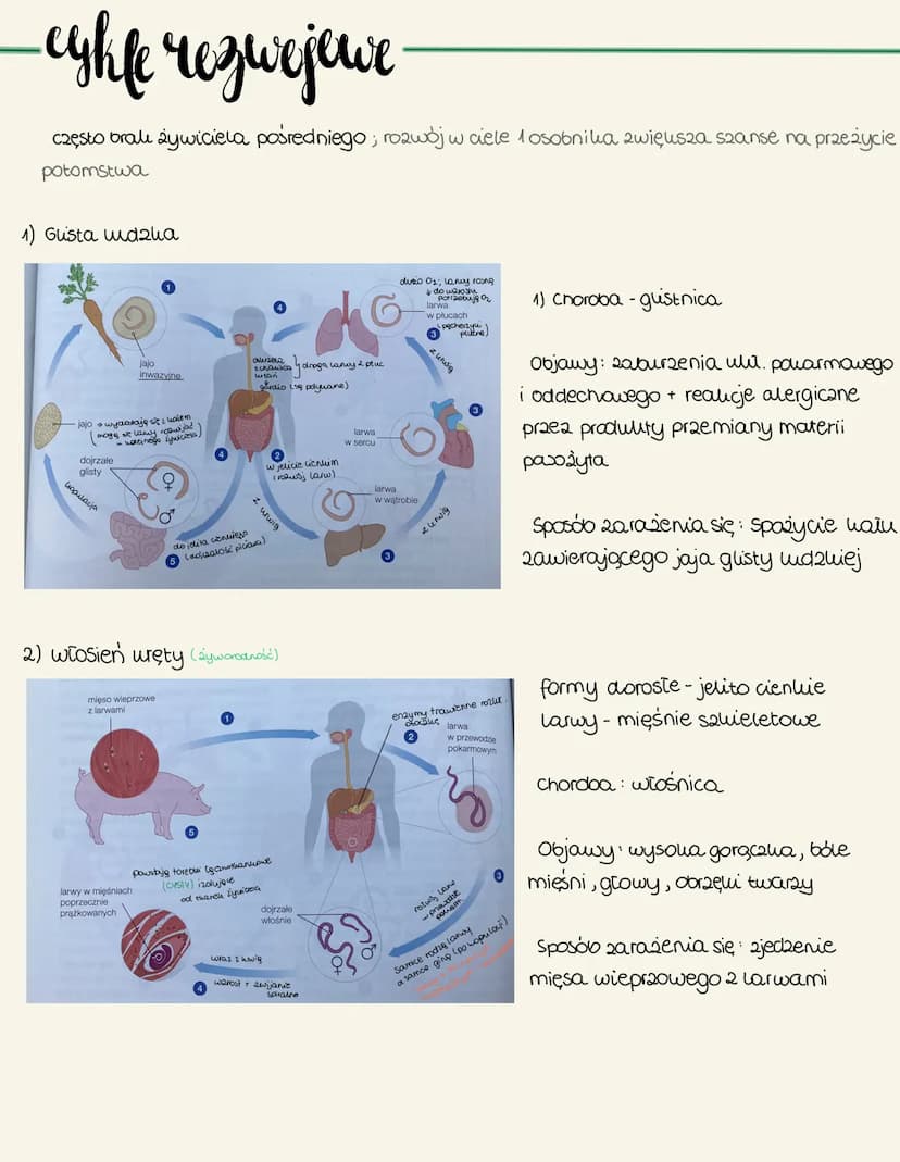 nicienie
Cechy ogólne
zamieszkują: dna mór2, oceanów oraz w glebie
wyatużone, zwężone na dwóch won'cach ato
Symetria dwubocana
brali komóreu