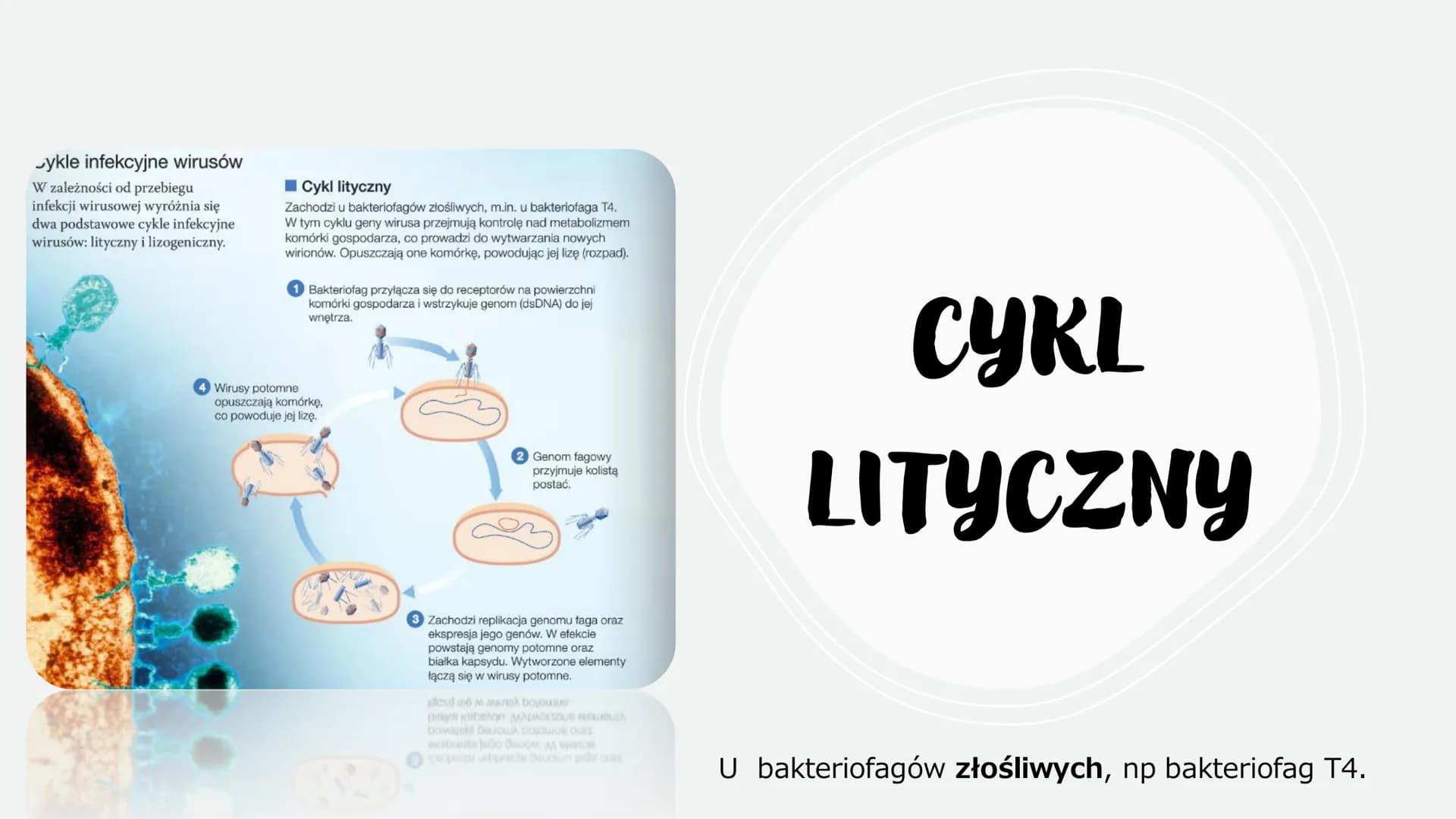 WIRUSY -
MOLEKULARNE
PASOŻYTY
BEZKOMÓRKOWE
CZYNNIKI ZAKAŹNE
766
Scers
M CO TO WIRUSY?
To czynniki zakaźne zbudowane z białek i kwasów
nuklei