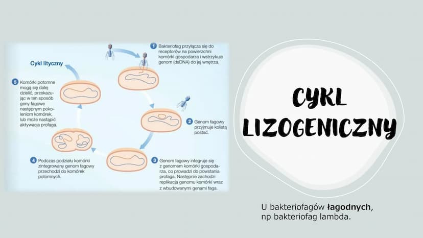 WIRUSY -
MOLEKULARNE
PASOŻYTY
BEZKOMÓRKOWE
CZYNNIKI ZAKAŹNE
766
Scers
M CO TO WIRUSY?
To czynniki zakaźne zbudowane z białek i kwasów
nuklei
