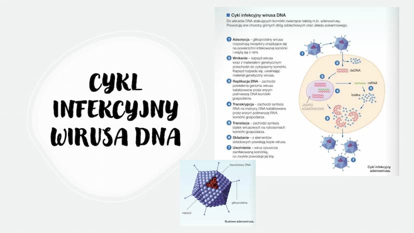 WIRUSY -
MOLEKULARNE
PASOŻYTY
BEZKOMÓRKOWE
CZYNNIKI ZAKAŹNE
766
Scers
M CO TO WIRUSY?
To czynniki zakaźne zbudowane z białek i kwasów
nuklei