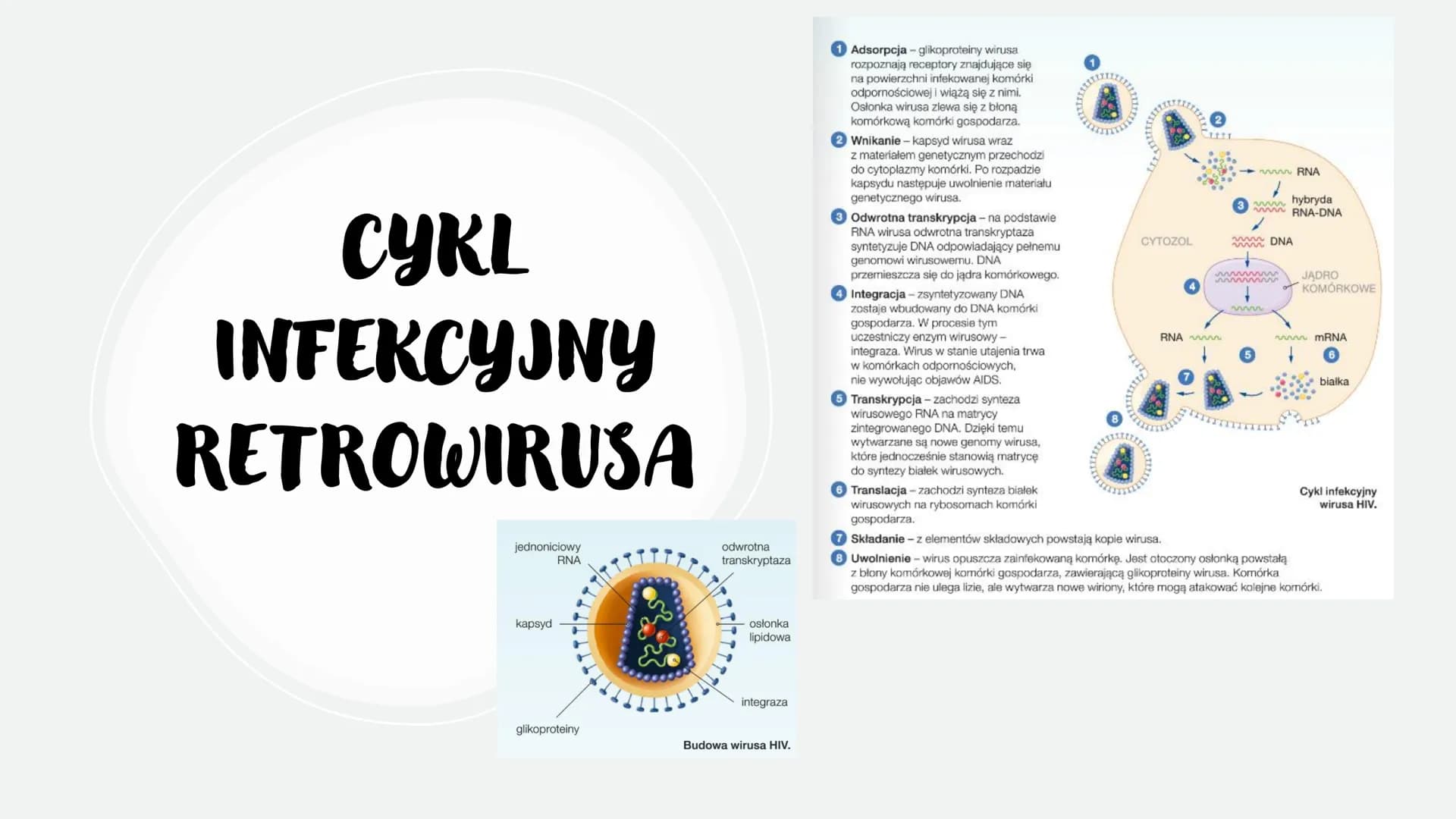 WIRUSY -
MOLEKULARNE
PASOŻYTY
BEZKOMÓRKOWE
CZYNNIKI ZAKAŹNE
766
Scers
M CO TO WIRUSY?
To czynniki zakaźne zbudowane z białek i kwasów
nuklei