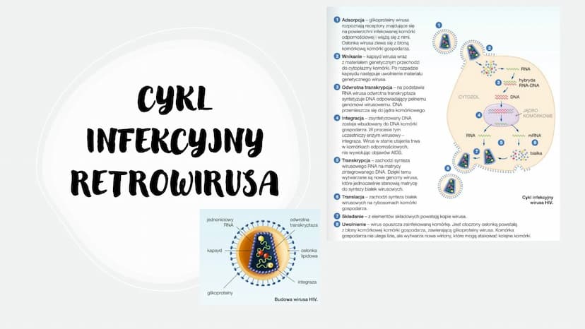 WIRUSY -
MOLEKULARNE
PASOŻYTY
BEZKOMÓRKOWE
CZYNNIKI ZAKAŹNE
766
Scers
M CO TO WIRUSY?
To czynniki zakaźne zbudowane z białek i kwasów
nuklei