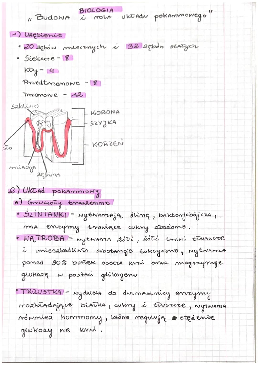(1
●
ما5
Budowa
(1) Uzębienie
• 20 bębów mlecznych i 32 zębów stałych
Siekacze - 8
Trzomowe
saklino
kay - 4
Przedtromowe 8
BIOLOGIA UkiAdu p