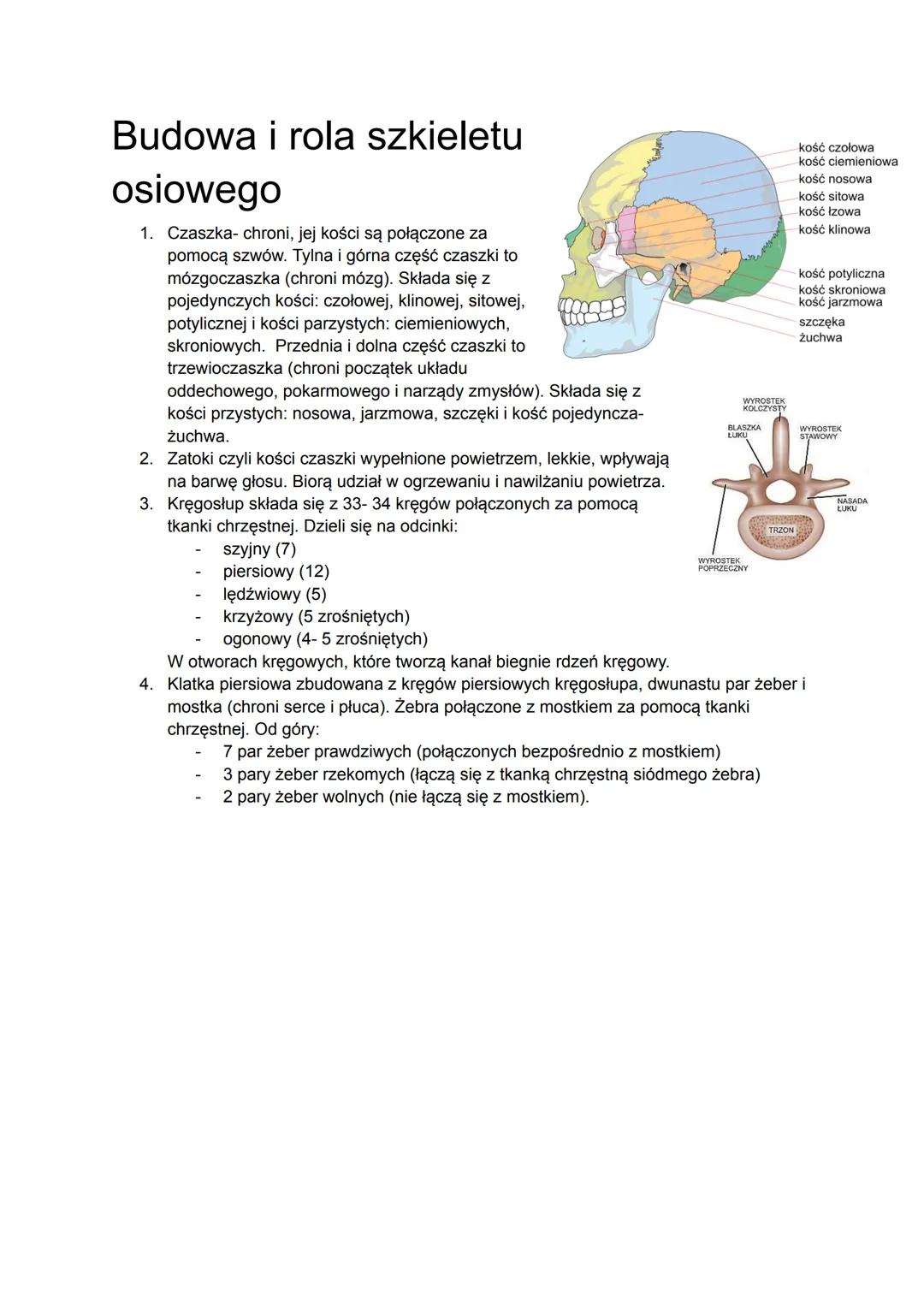 Budowa i rola szkieletu
osiowego
1. Czaszka- chroni, jej kości są połączone za
pomocą szwów. Tylna i górna część czaszki to
mózgoczaszka (ch