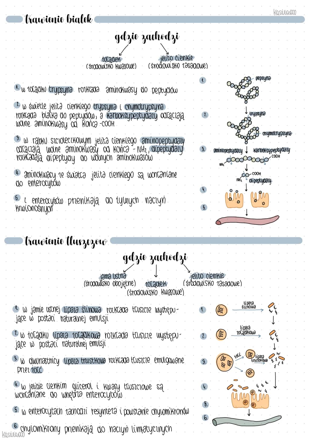 procesy
tranfienia' & nfchlaniania
Kasiula.000
trawienie polega na rozkladzie wielkocząsteczkowych składników pokarmowych do prostych związk