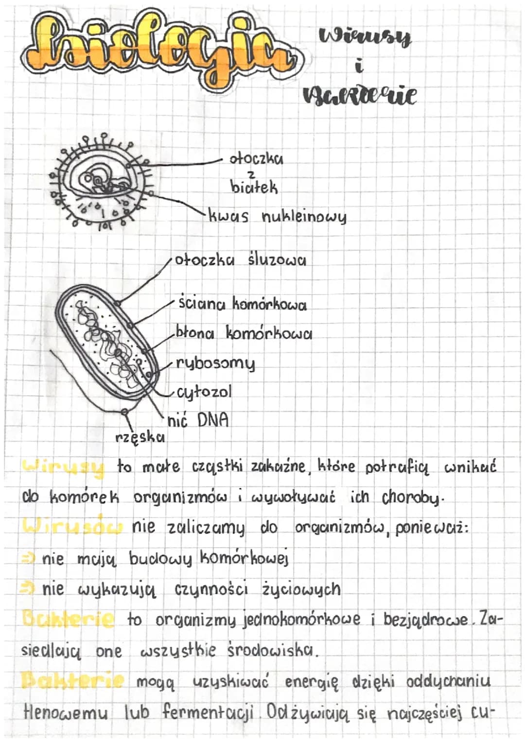 Thirleyic
otoczka
2
biatek
-kwas nukleinowy.
otoczka śluzowa
Sciana komórkowa
błona komórkowa
Wiausy
i
arterie
rybosomy
cytozol
nić DNA
rzęs