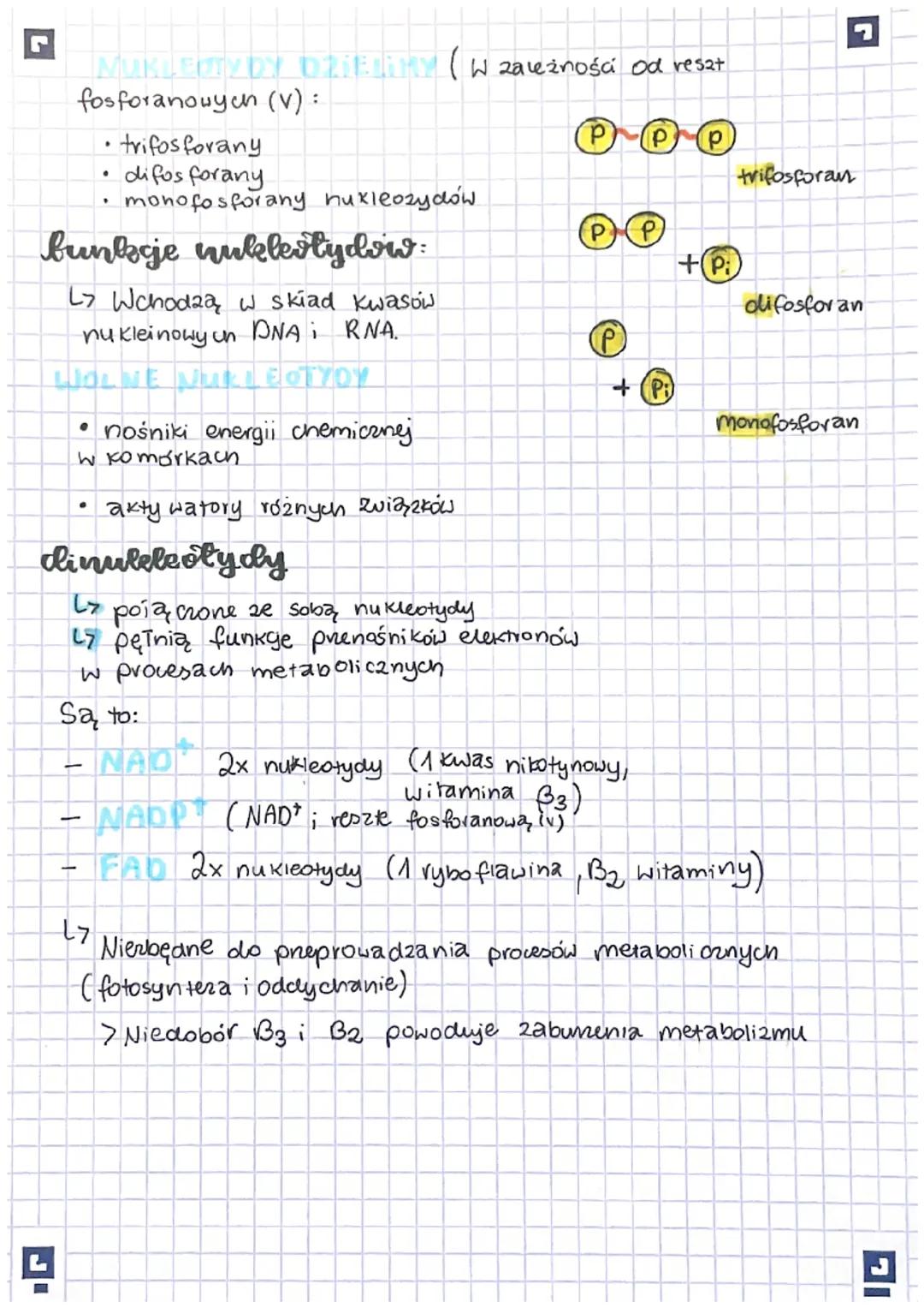L
Nickleotydy
L₂ Kwasy nukleinowe są zbudowane z monomerów nazywanych
nukleotydami.
Skład nukleotydów węgiel (c), wodór (H), then (o) azot (
