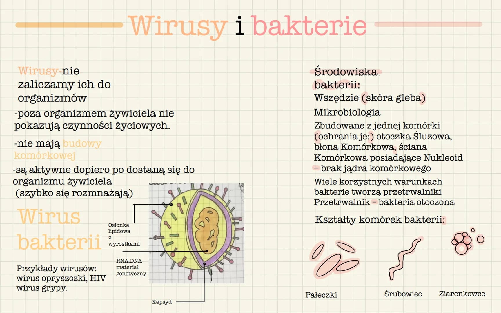 Wirusy-nie
zaliczamy ich do
organizmów
-poza organizmem żywiciela nie
pokazują czynności życiowych.
-nie mają budowy
komórkowej
Wirusy i bak