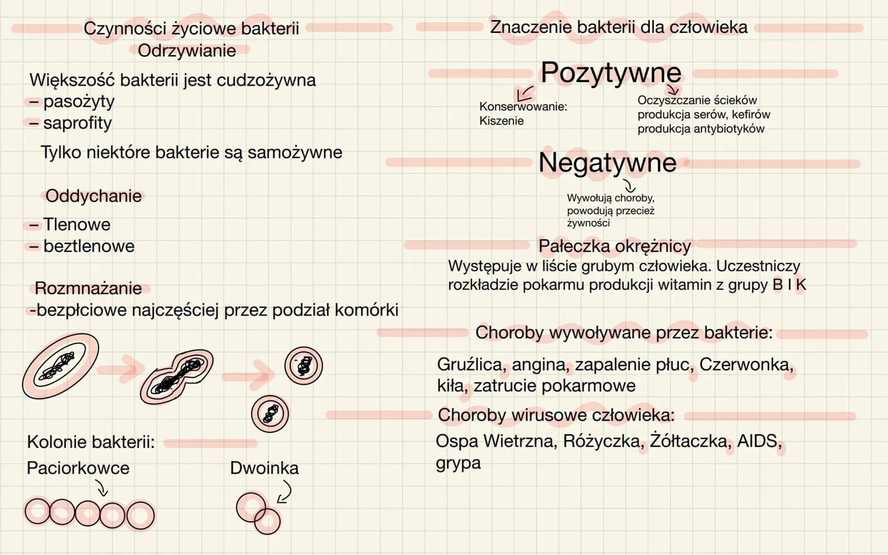 Wirusy-nie
zaliczamy ich do
organizmów
-poza organizmem żywiciela nie
pokazują czynności życiowych.
-nie mają budowy
komórkowej
Wirusy i bak