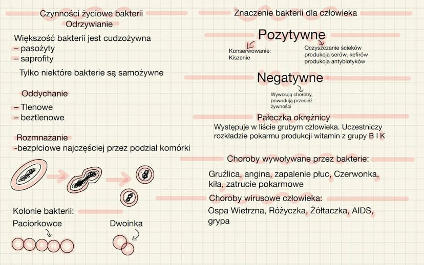 Wirusy-nie
zaliczamy ich do
organizmów
-poza organizmem żywiciela nie
pokazują czynności życiowych.
-nie mają budowy
komórkowej
Wirusy i bak