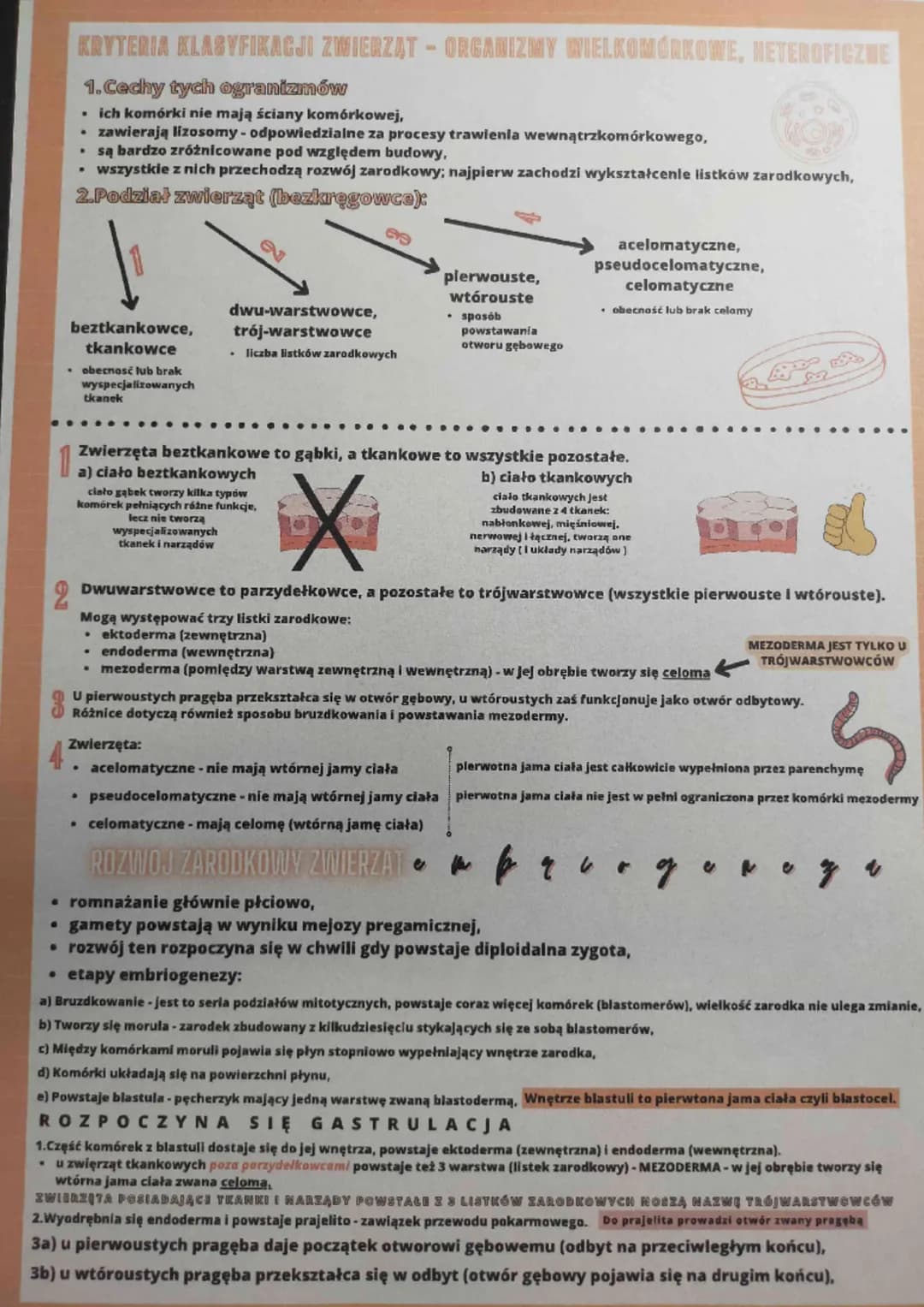 
<p>Ważne cechy tych organizmów</p>
<p>Ich komórki nie posiadają ściany komórkowej, ale zawierają lizosomy, które odpowiadają za procesy tra