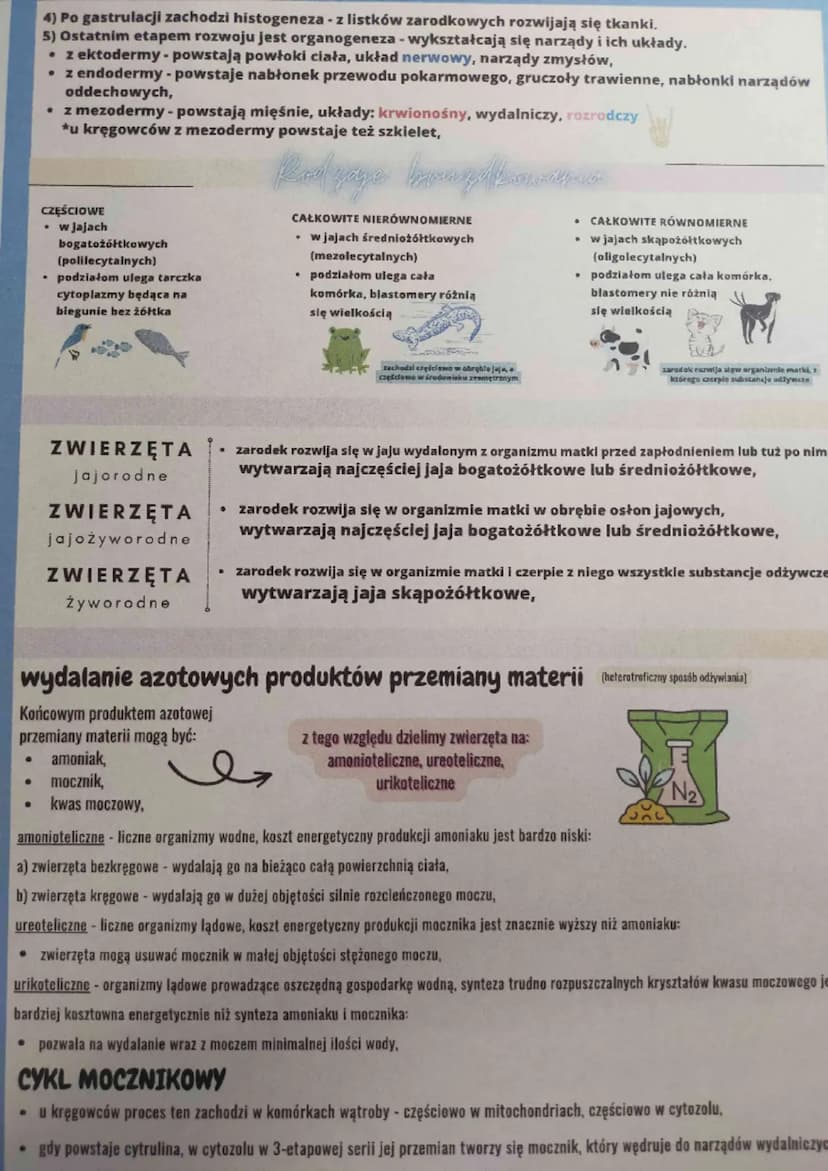 
<p>Ważne cechy tych organizmów</p>
<p>Ich komórki nie posiadają ściany komórkowej, ale zawierają lizosomy, które odpowiadają za procesy tra