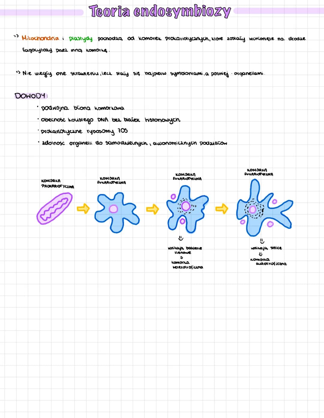 Teoria endosymbiozy
=> Mitochondria i plastydy pochodza, od komorek prokariotycznych, które zostały wchłonięte na drodze
fagocytozy przez in