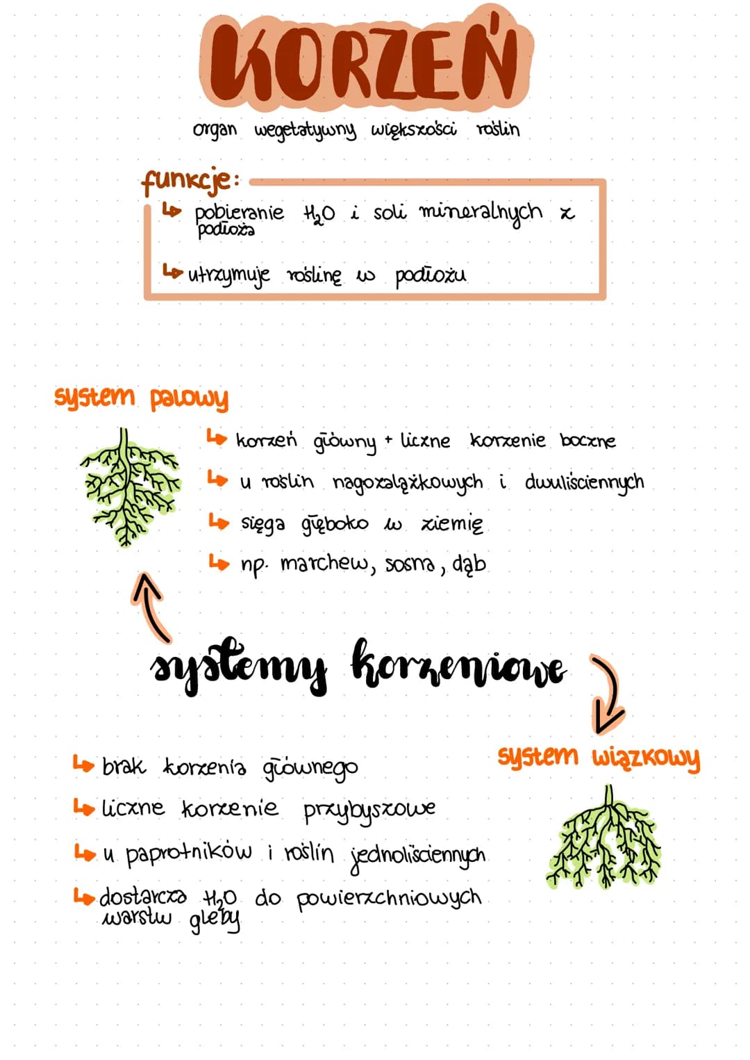KORZEN
organ wegetatywny większości roślin
funkcje:
↳ pobieranie th₂0 i soli mineralnych z
podłoża
utrzymuje roślinę w podłożu
system palowy