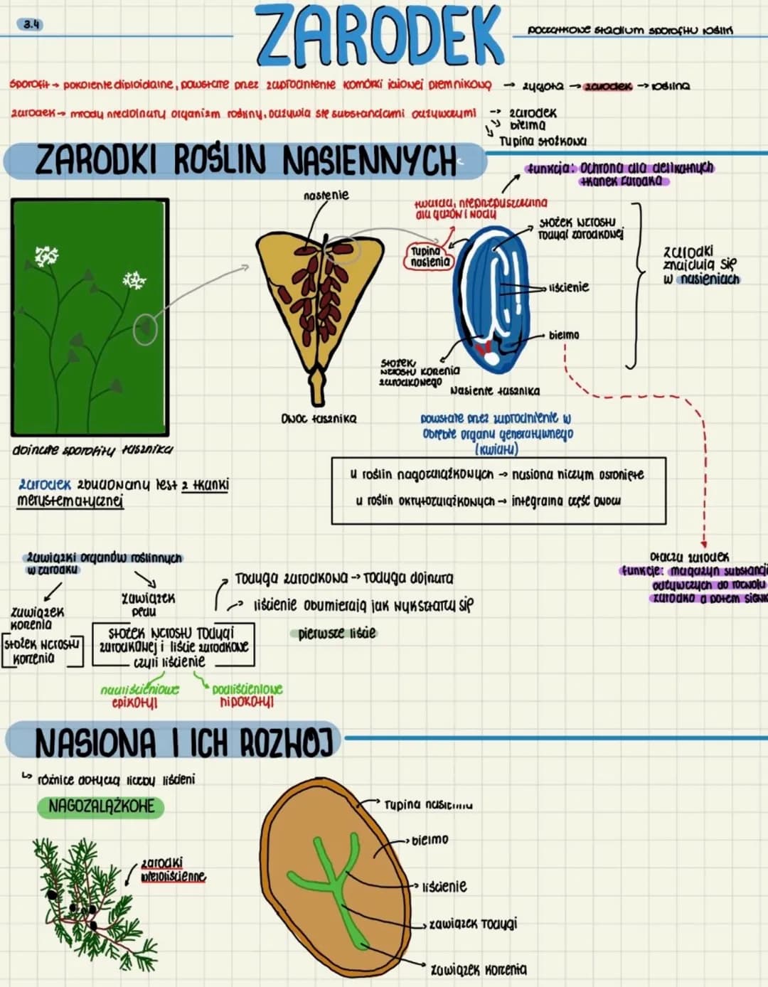 ZARODEK
Sporofit → pokolente diploidaine, powstame przez zaprocintenie komórki iaioNei premnikoug -24gota-acuocek→ 10Bling
zarodek mrody pre