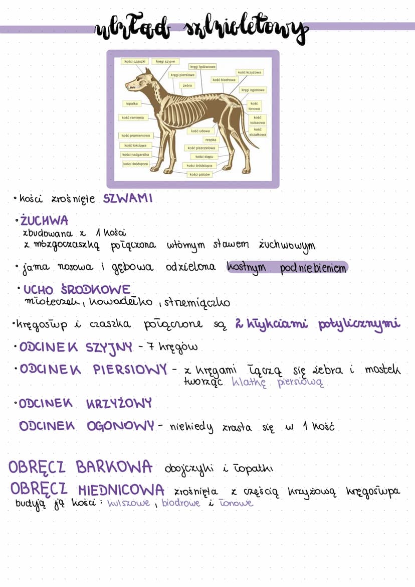 ssqlri
►żuchwowce, owodniowce, stałocieple
skóra pokryta włosami sierścią
młode odzywiają się mlekiem
mathi
posiadają przeponę (oddzielają j