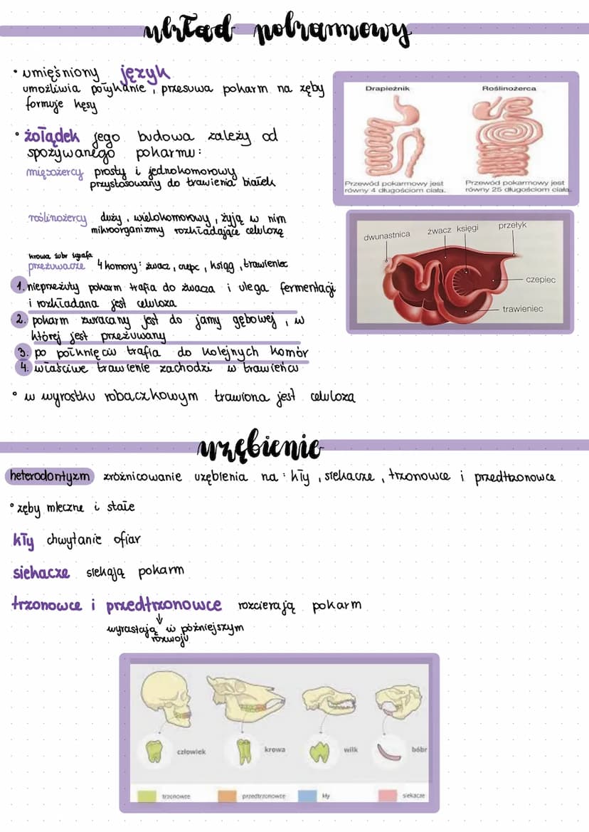 ssqlri
►żuchwowce, owodniowce, stałocieple
skóra pokryta włosami sierścią
młode odzywiają się mlekiem
mathi
posiadają przeponę (oddzielają j