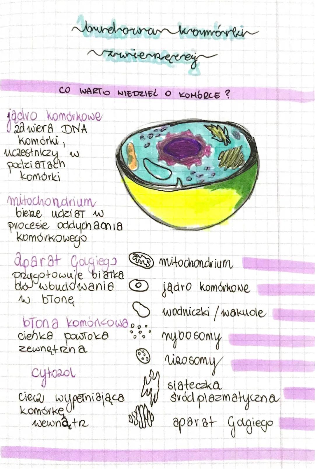 Budowa i Funkcje Komórki Zwierzęcej - Organella i Jądro Komórkowe