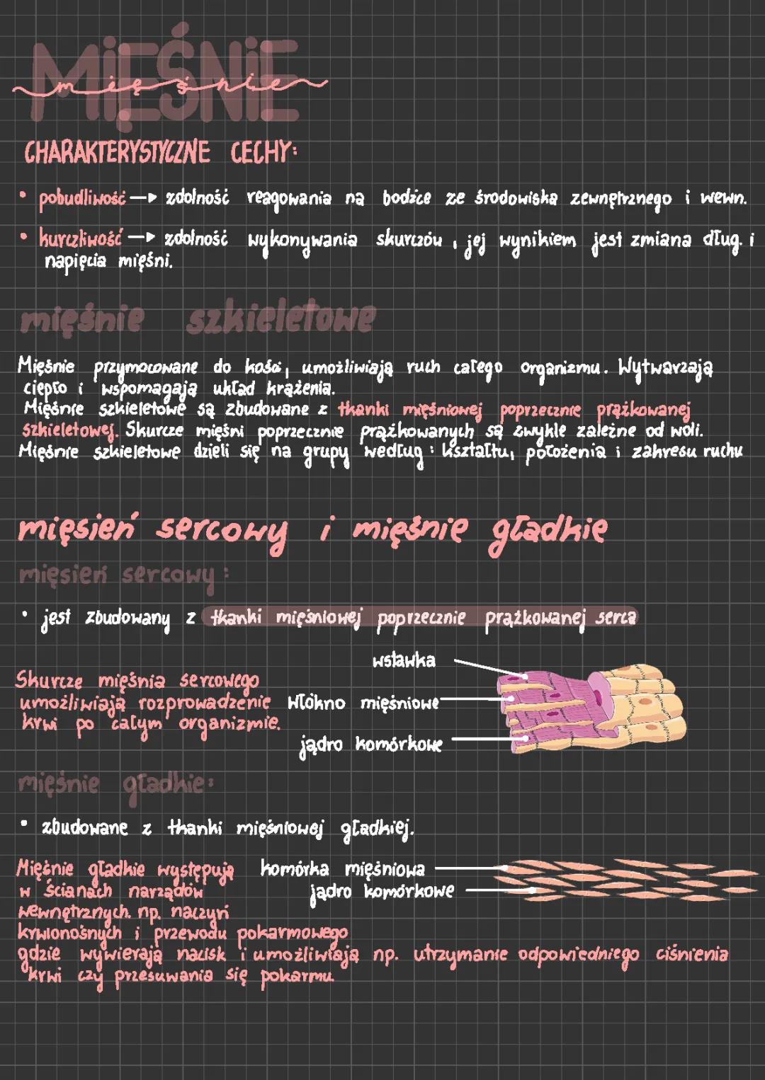 Mięśnie i anatomią mięśni - Budowa i funkcje