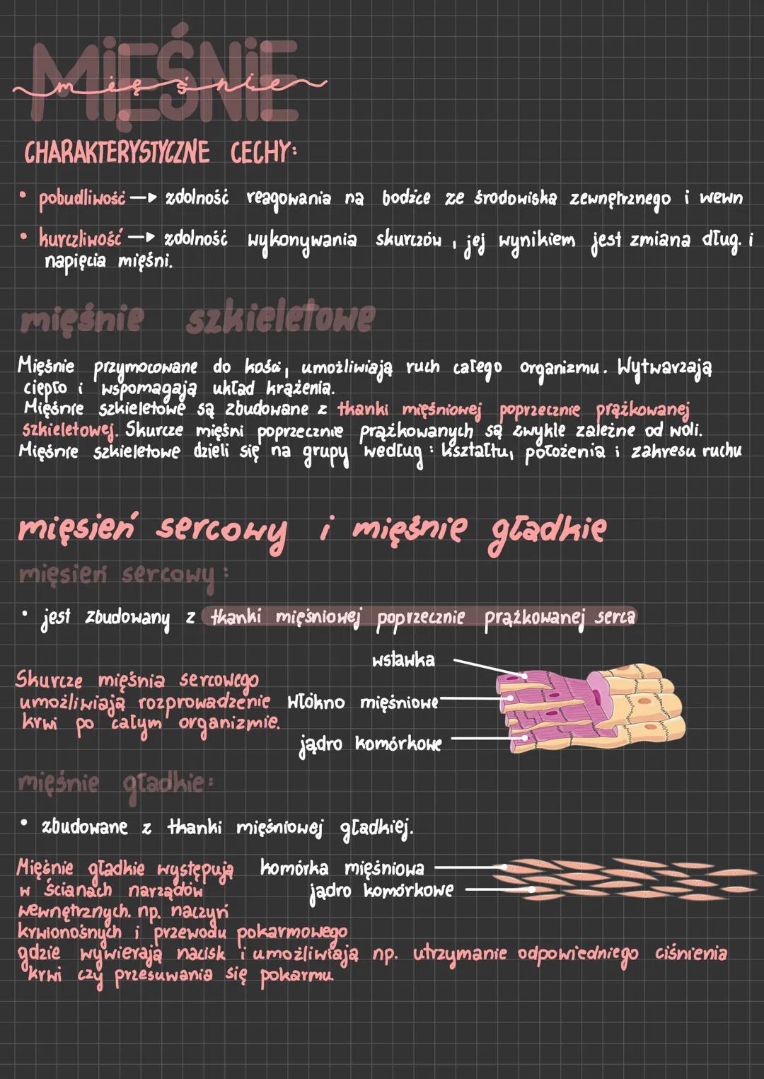 MIEŚNIE
CHARAKTERYSTYCZNE CECHY:
pobudliwość - —► zdolność
reagowania na bodźce ze środowiska zewnętrznego i wewn
kurczliwość →► zdolność wy