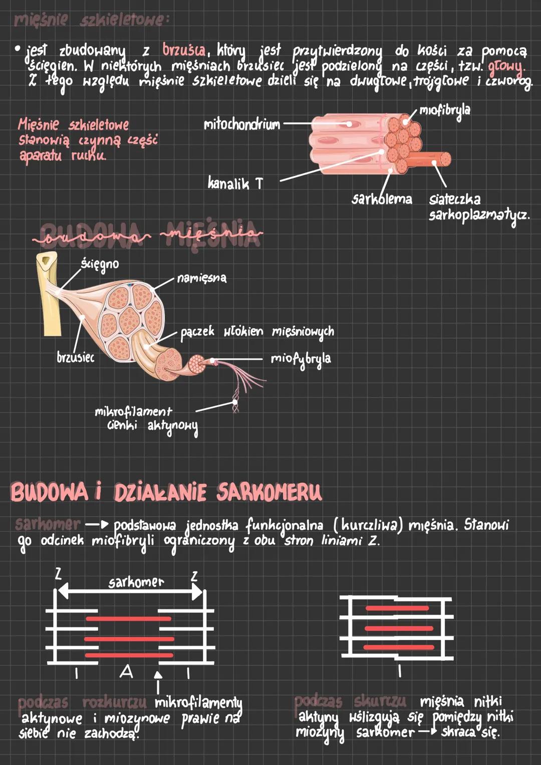 MIEŚNIE
CHARAKTERYSTYCZNE CECHY:
pobudliwość - —► zdolność
reagowania na bodźce ze środowiska zewnętrznego i wewn
kurczliwość →► zdolność wy