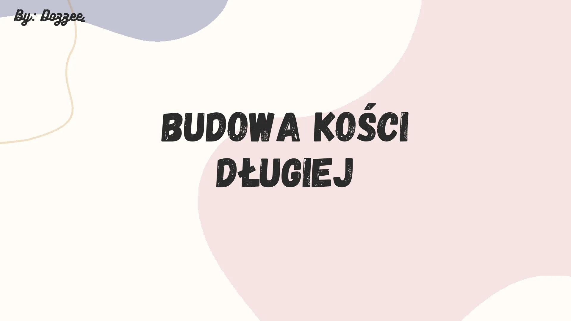 By: Dozzee
BUDOWA KOŚCI
DŁUGIEJ By: Dozzee
1. BUDOWA ZEWNĘTRZNA
Trzon
·Nasada By: Dozzee
2. BUDOWA WEWNĘTRZNA
Szpik kostny
czerwony
okostna
