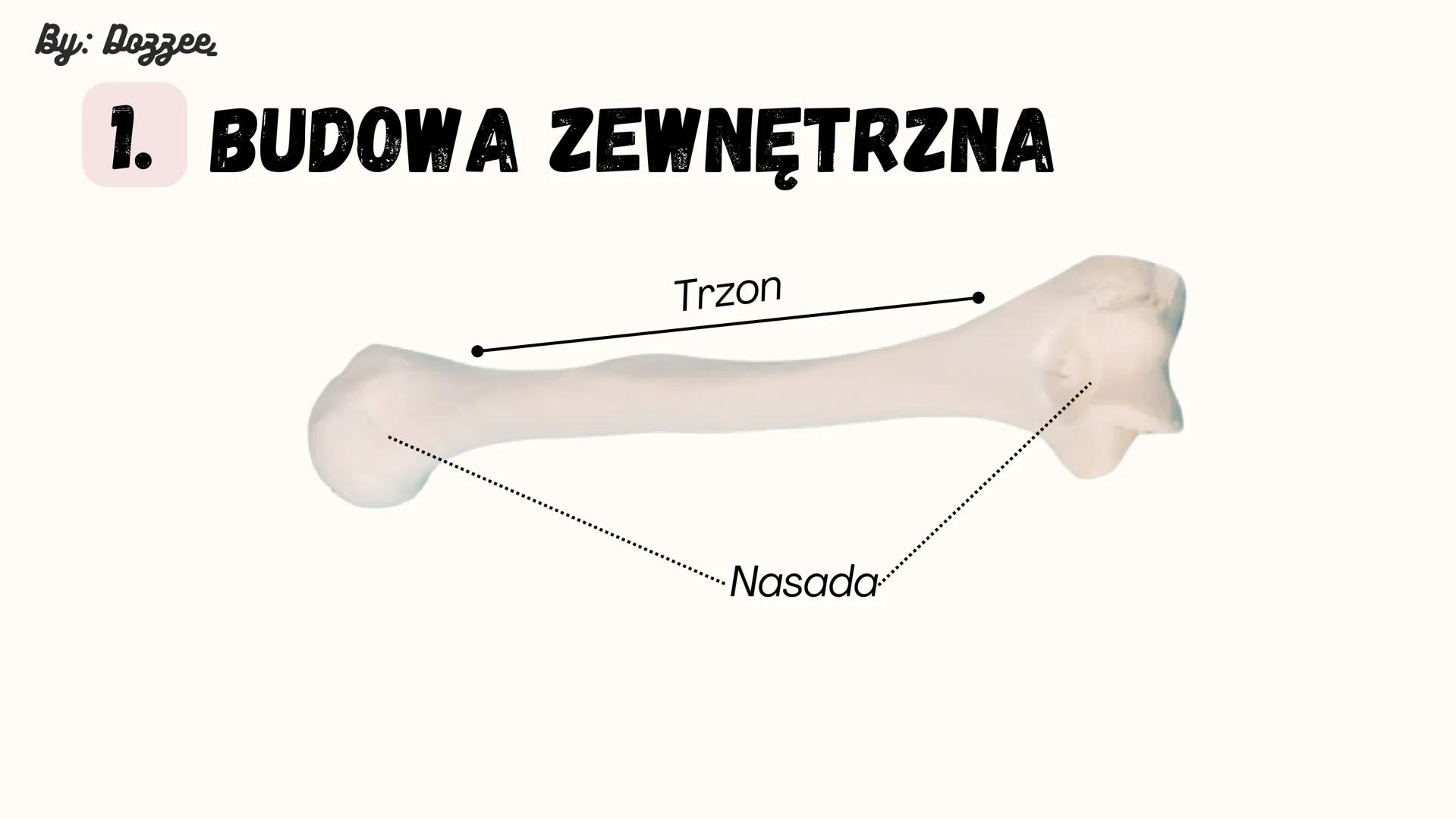 By: Dozzee
BUDOWA KOŚCI
DŁUGIEJ By: Dozzee
1. BUDOWA ZEWNĘTRZNA
Trzon
·Nasada By: Dozzee
2. BUDOWA WEWNĘTRZNA
Szpik kostny
czerwony
okostna
