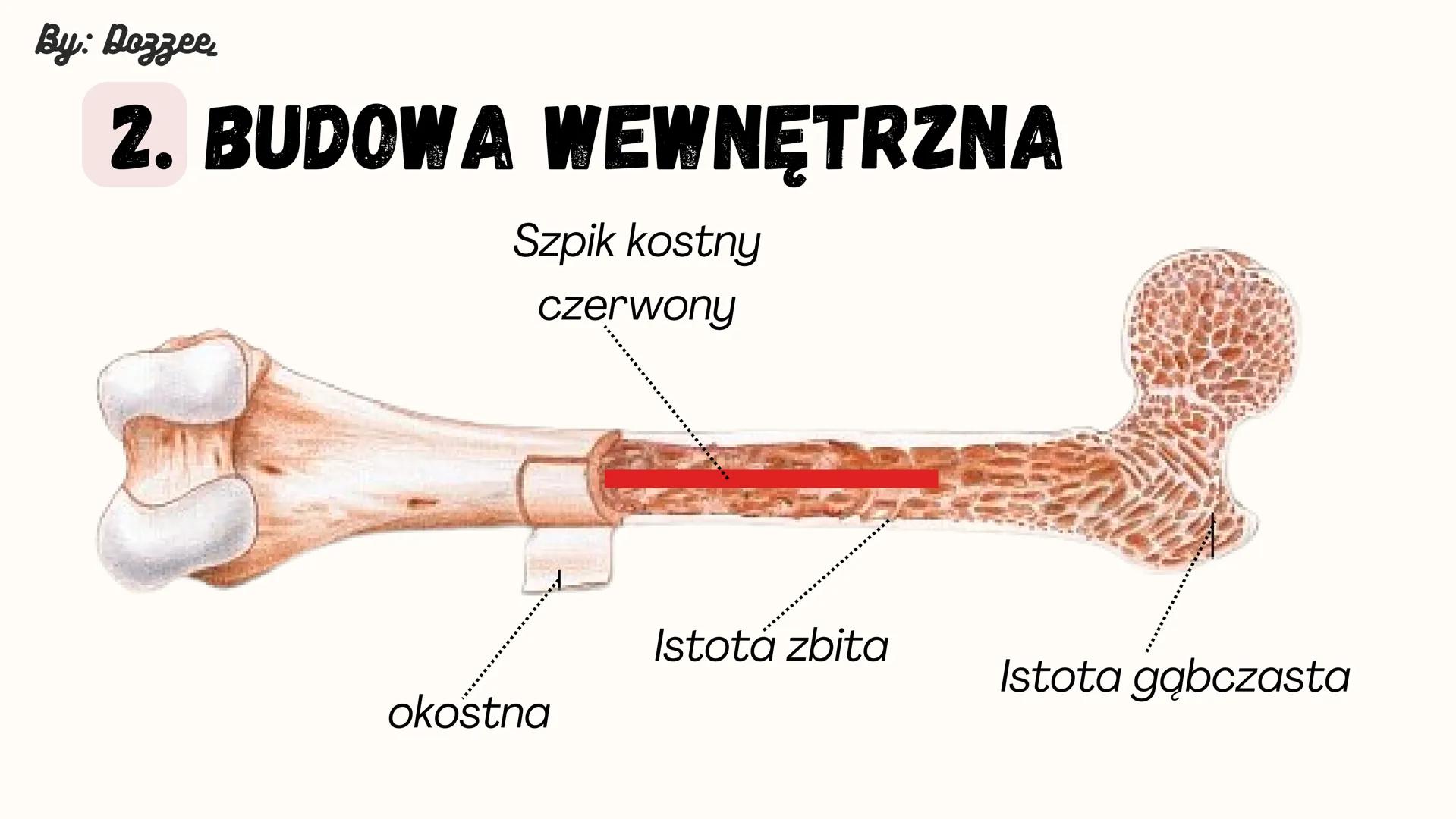By: Dozzee
BUDOWA KOŚCI
DŁUGIEJ By: Dozzee
1. BUDOWA ZEWNĘTRZNA
Trzon
·Nasada By: Dozzee
2. BUDOWA WEWNĘTRZNA
Szpik kostny
czerwony
okostna
