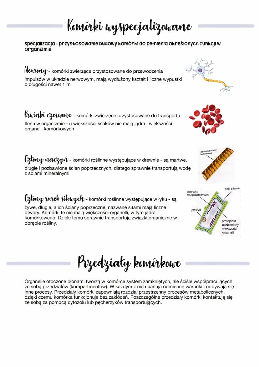 Komórka
Podział komórek ze względu na obecność jądra komórkowego
✓
Komórki prokariotyczne
- komórki m.in. bakterii
komórki eukariotyczne
- k