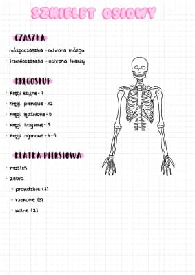 Know szkielet osiowy thumbnail