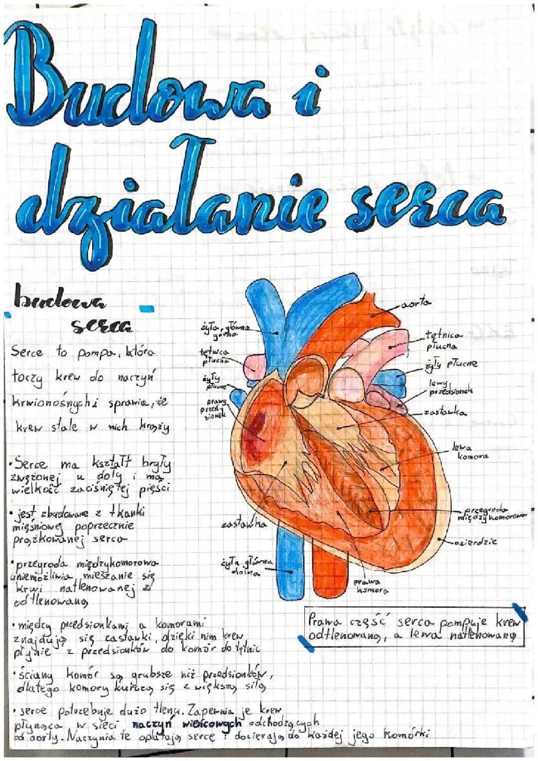 Jak działa nasze serce? Budowa, cykle pracy i zdrowie!