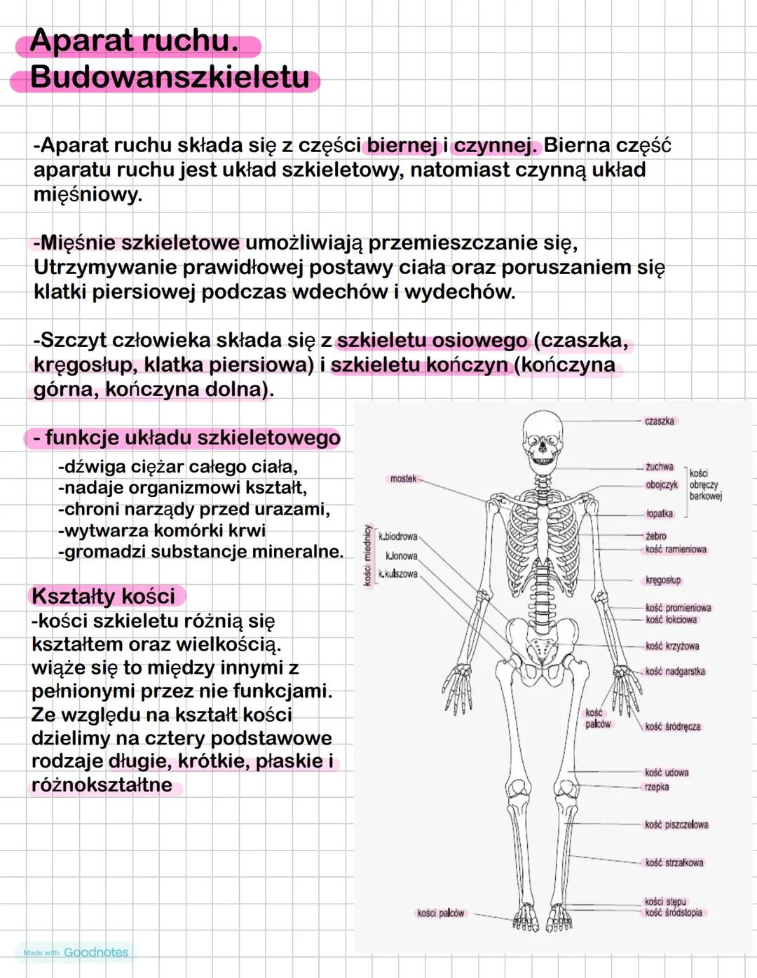 Aparat ruchu. Budowa szkieletu