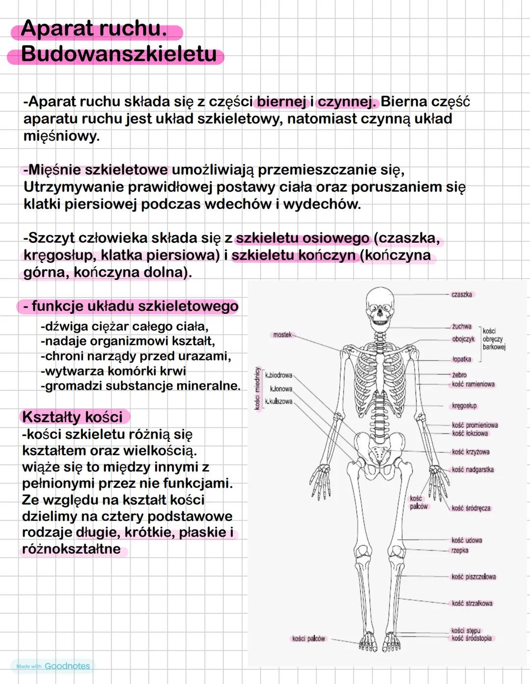 Aparat ruchu.
Budowanszkieletu
**8 *53
-Aparat ruchu składa się z części biernej i czynnej. Bierna część
aparatu ruchu jest układ szkieletow
