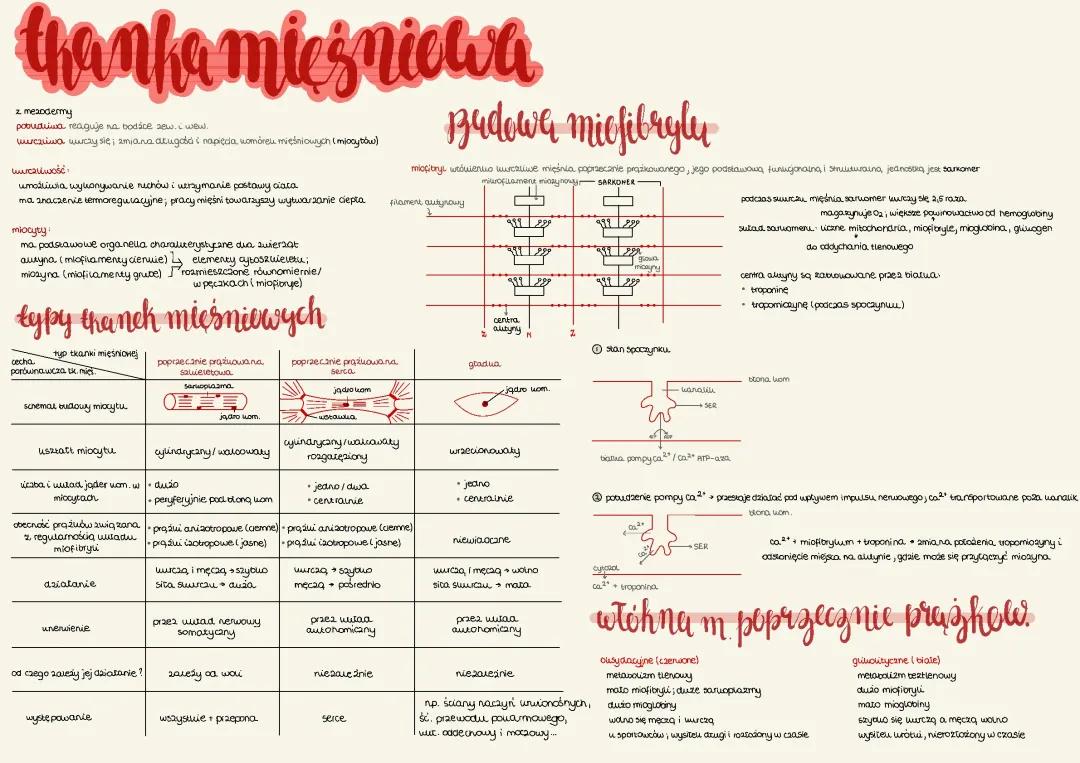 Tkanka Mięśniowa - Wszystko, Co Musisz Wiedzieć