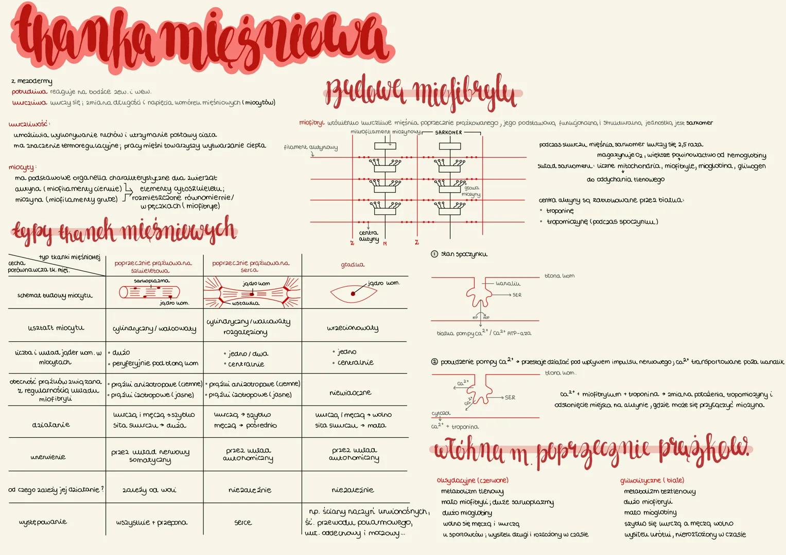 thanha miesniewa
z mezodermy
pobudliwa reaguje na bodice zew. i wew.
wurczuwa wuczy się; zmiana długości i napięcia uomóreu mięśniowych (mio