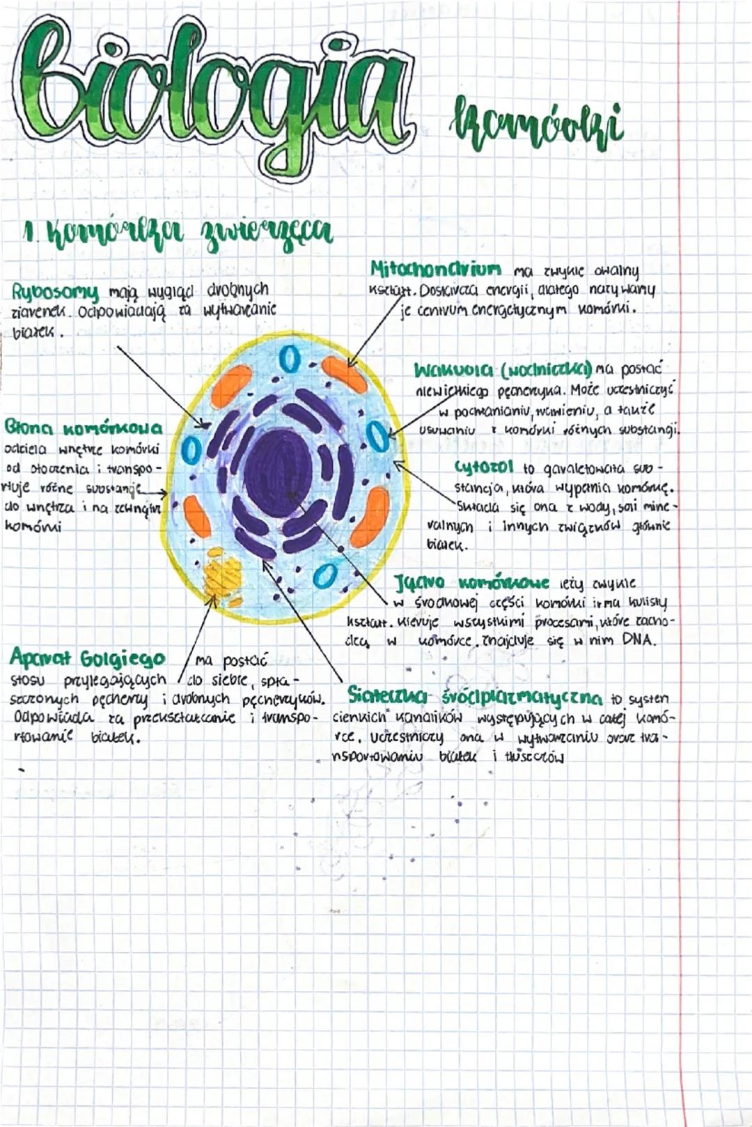 ## biologia komórki

### 1. Komórka zwierzęca

Rybosomy mają wygląd drobnych
ziarenek. Odpowiadają za wytwarzanie
białek.

Błona komórkowa
o