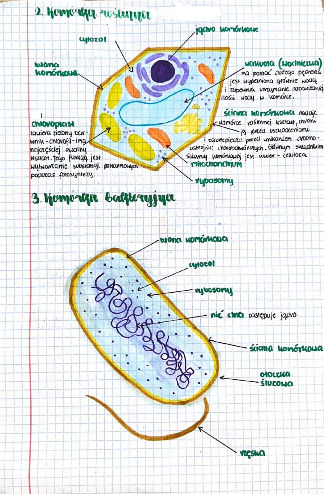## biologia komórki

### 1. Komórka zwierzęca

Rybosomy mają wygląd drobnych
ziarenek. Odpowiadają za wytwarzanie
białek.

Błona komórkowa
o