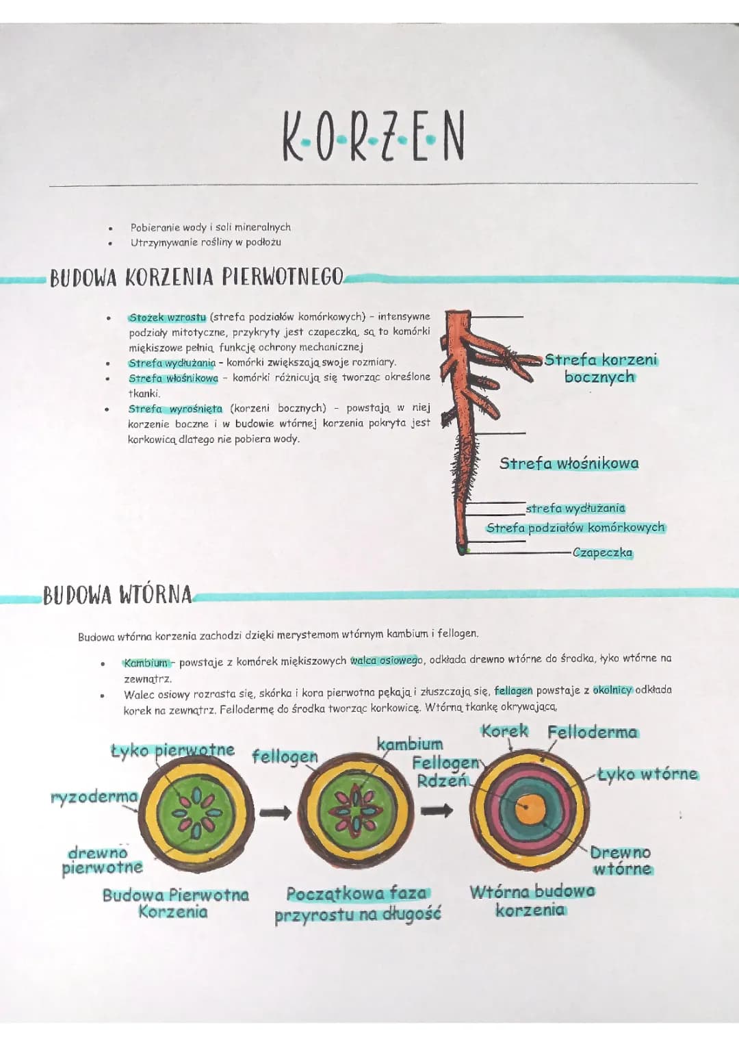 Jak działa i wygląda korzeń: Budowa pierwotna i wtórna korzenia oraz ciekawe przykłady!