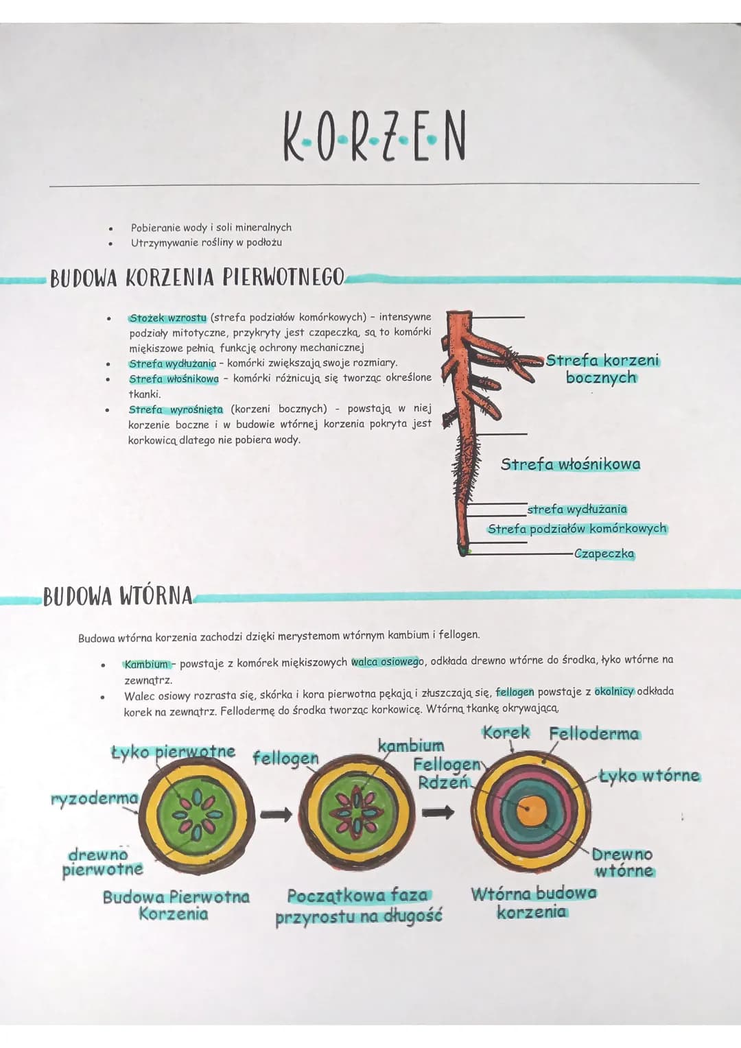 Pobieranie wody i soli mineralnych
Utrzymywanie rośliny w podłożu
BUDOWA KORZENIA PIERWOTNEGO
Stożek wzrostu (strefa podziałów omórkowych) i
